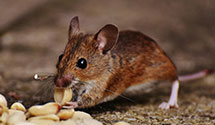 Find Exterminators in Craven County